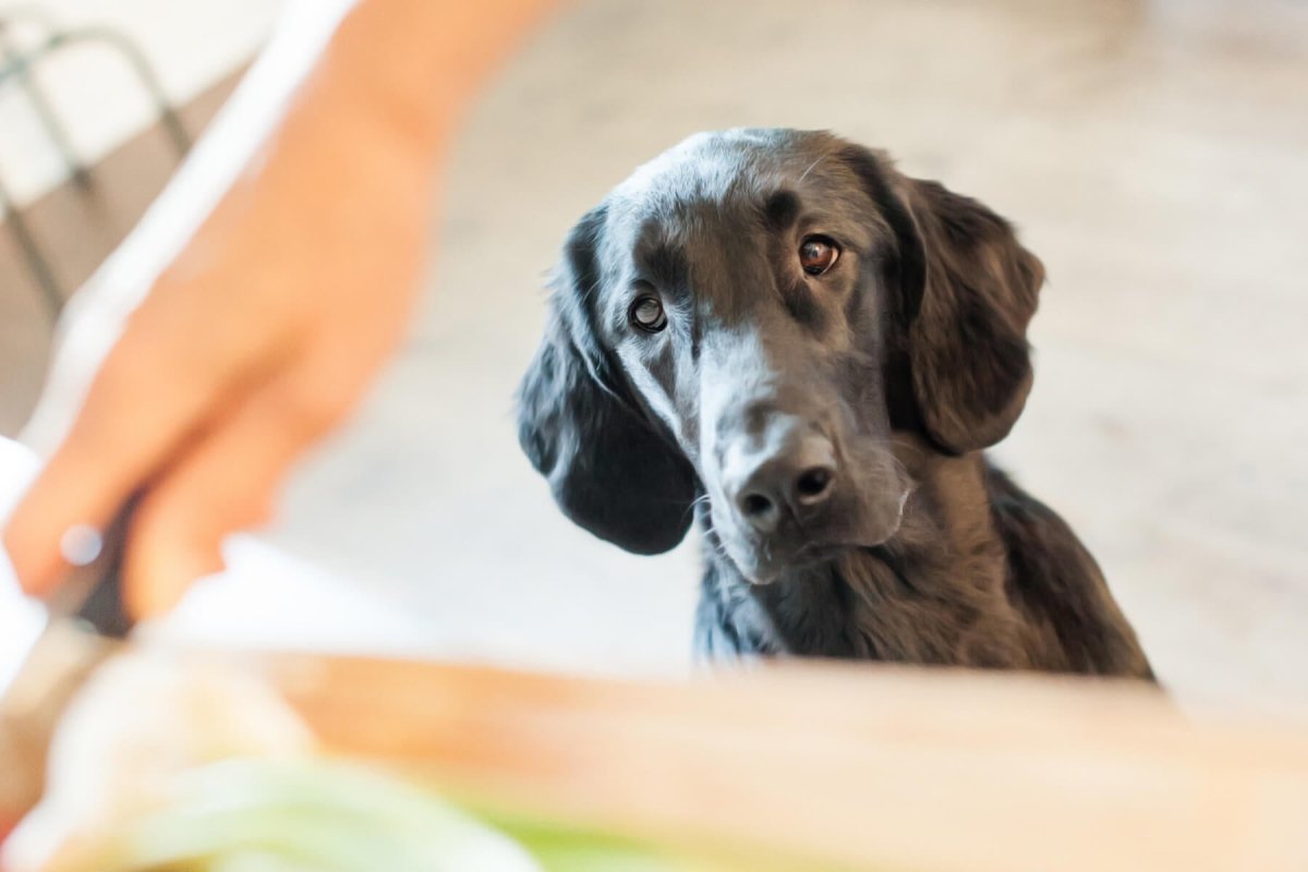 5 Fehler beim Barfen – Das kannst Du falsch machen! - AniForte