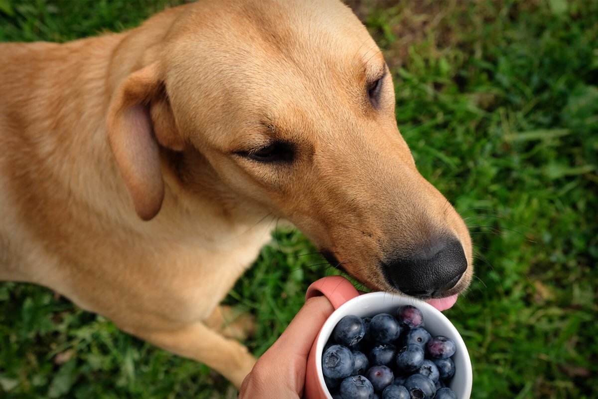 Dürfen Hunde Blaubeeren essen? - AniForte