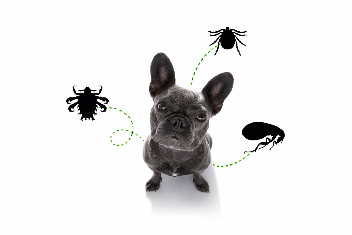 Parasiten bei Hund & Katze | Grnde & Tipps | AniForte Magazin