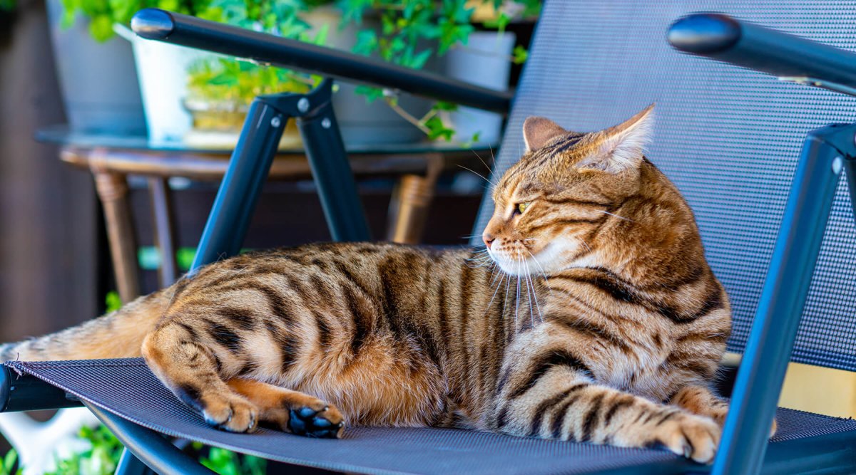 Gefährlicher Trend: Wildkatzen auf der Couch - AniForte