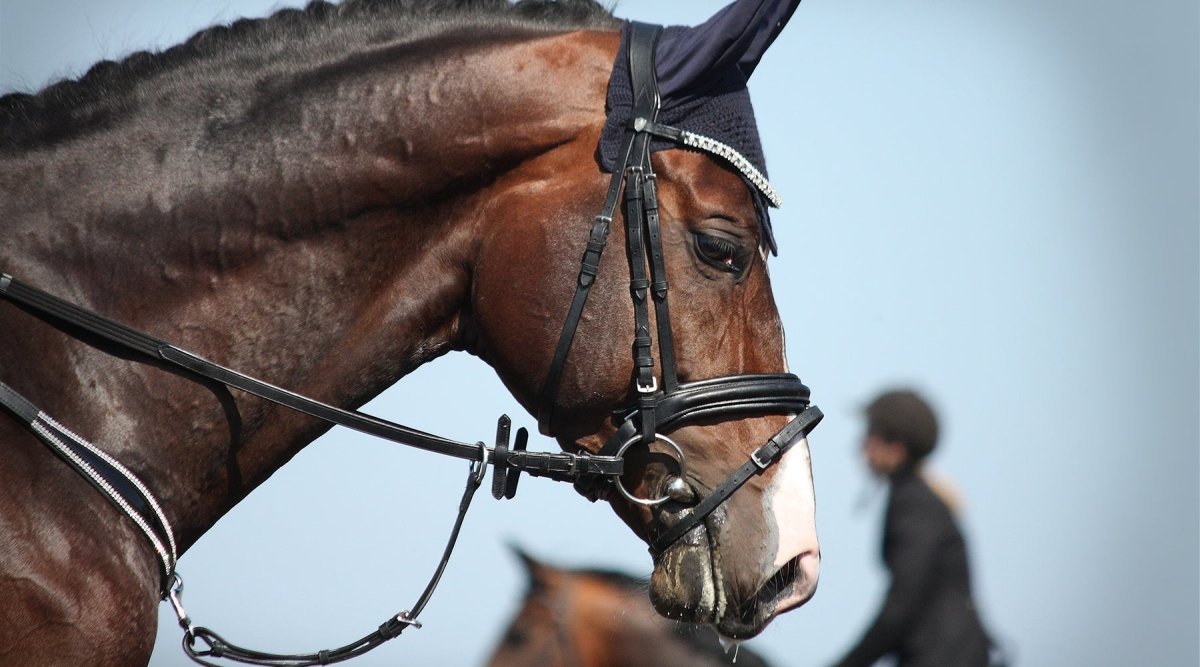 Herpesvirus bei Pferdeturnier ausgebrochen - AniForte