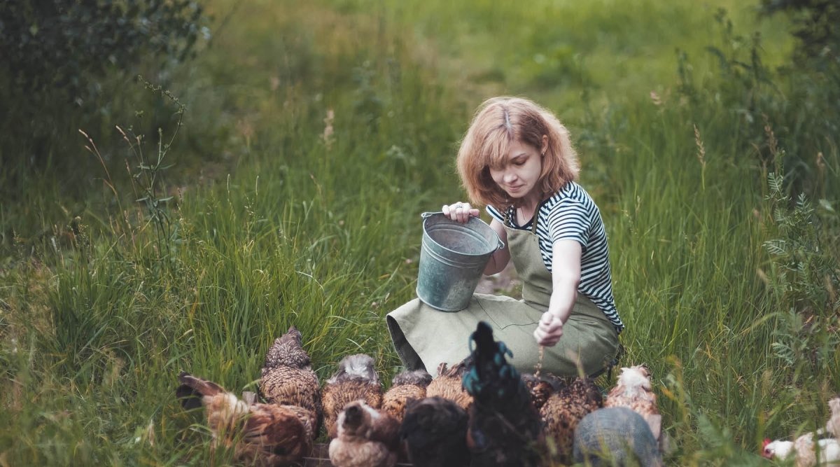 Hhner richtig fttern? Einfache Tipps | AniForte Magazin