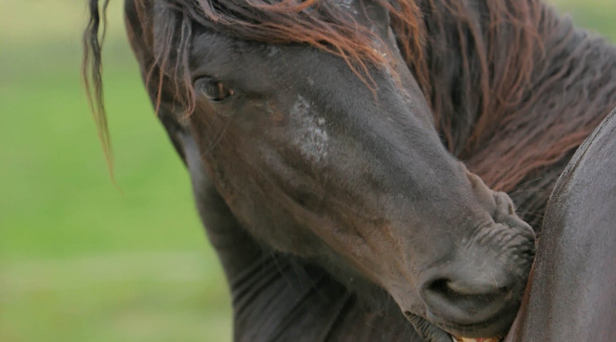 Parasiten bei Pferden - Die häufigsten Plagegeister - AniForte