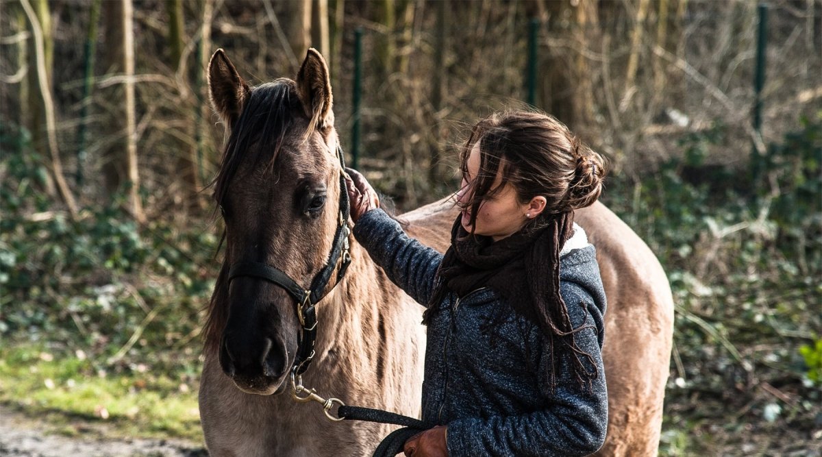 Pferde einreiten leicht gemacht - AniForte