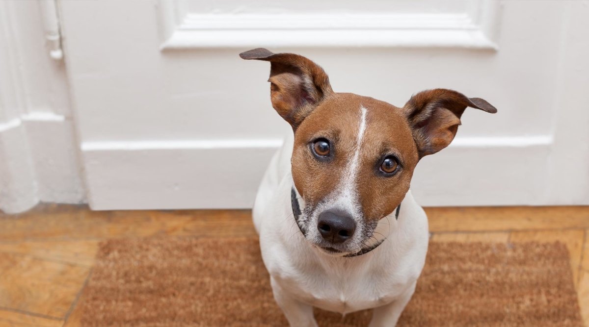 Quarantäne mit Hund - Was tun, wenn Herrchen oder Frauchen mal nicht raus können? - AniForte