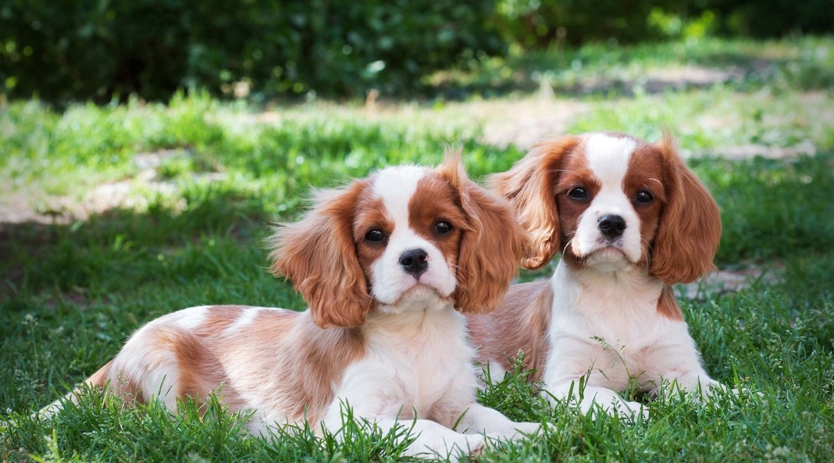 Rasseportrait Cavalier King Spaniel AniForte