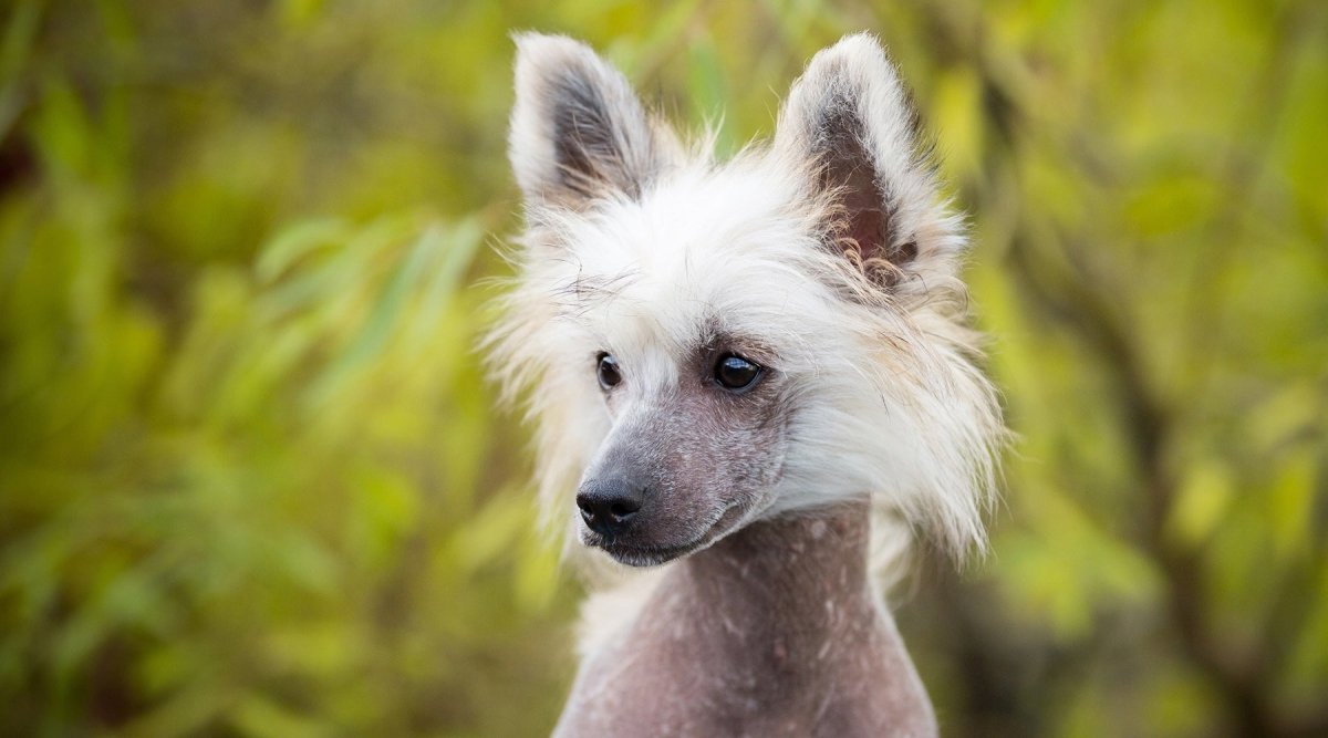 Rasseportrait Chinesischer Schopfhund - AniForte