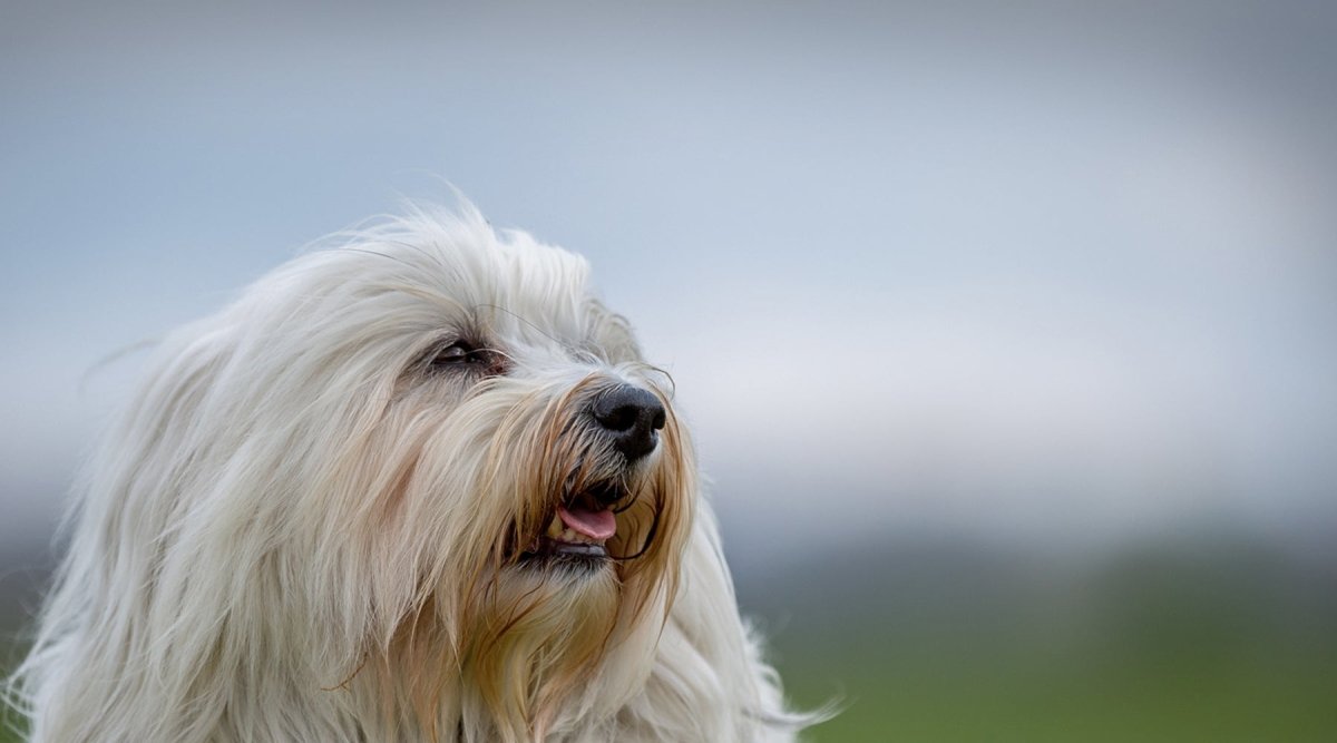 Rasseportrait Havaneser – Kleiner Exot aus Europa - AniForte