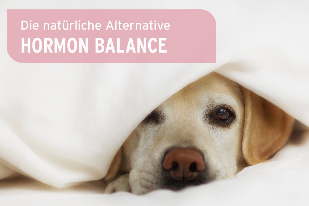 Scheinträchtigkeit bei Hündinnen - AniForte