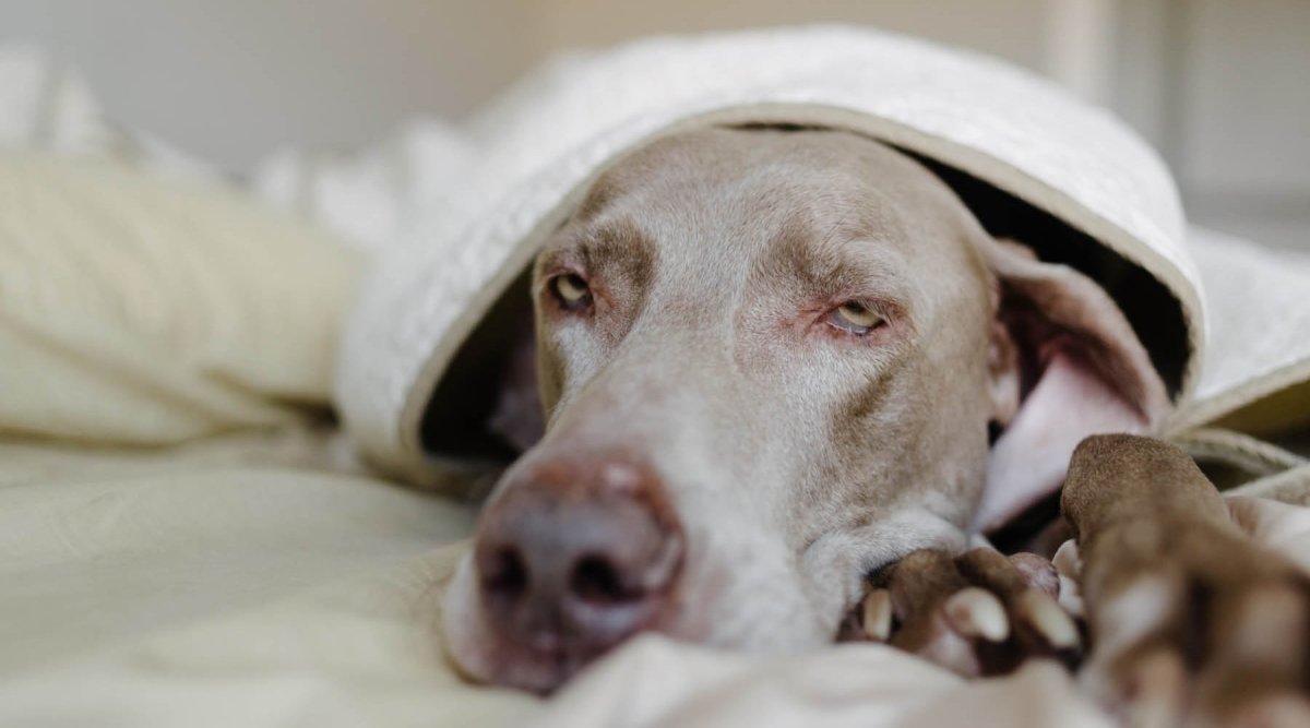 Übersäuerung beim Hund - AniForte