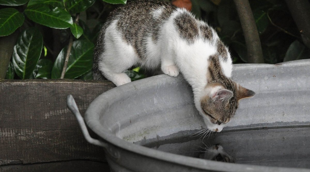 Wurmkur für Katzen – wie Du den Parasiten auf die Schliche kommst - AniForte