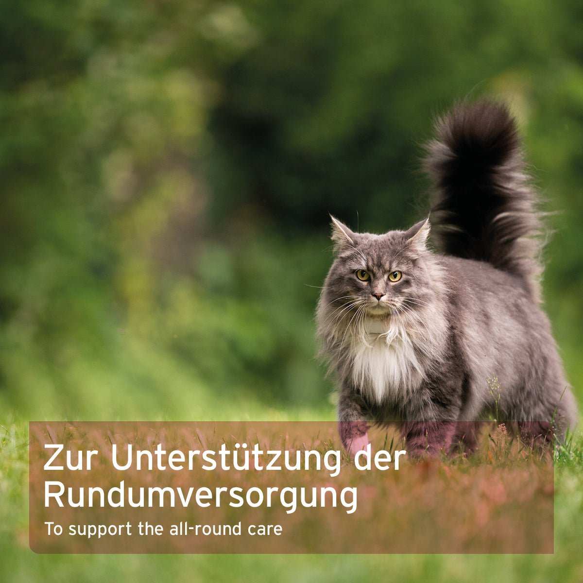 Katze im Grünen mit Text zur Unterstützung der Rundumversorgung von Katzen durch AniForte® 4in1 Complete Cat.