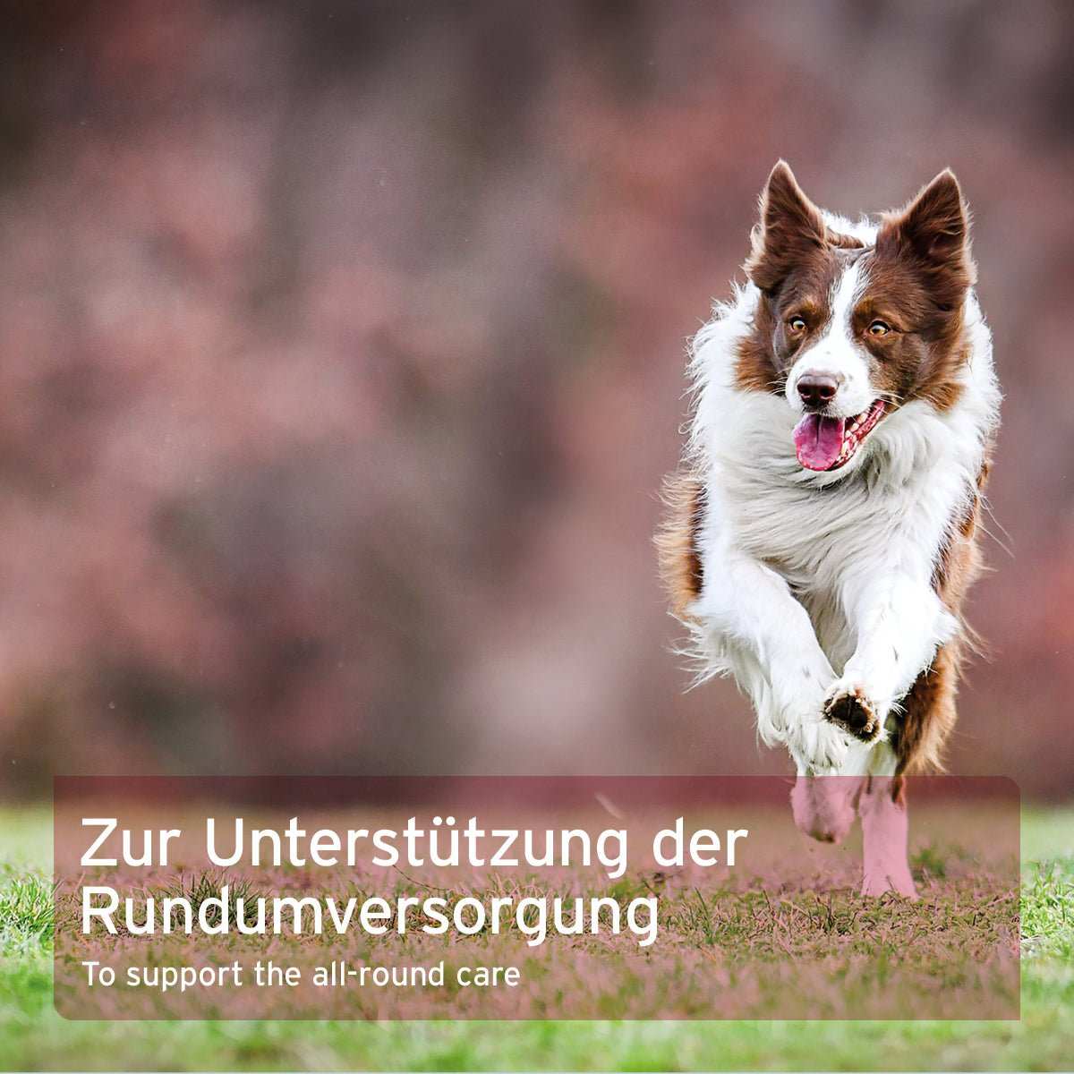 Hund springt auf Wiese mit Aufschrift zur Rundumversorgung.