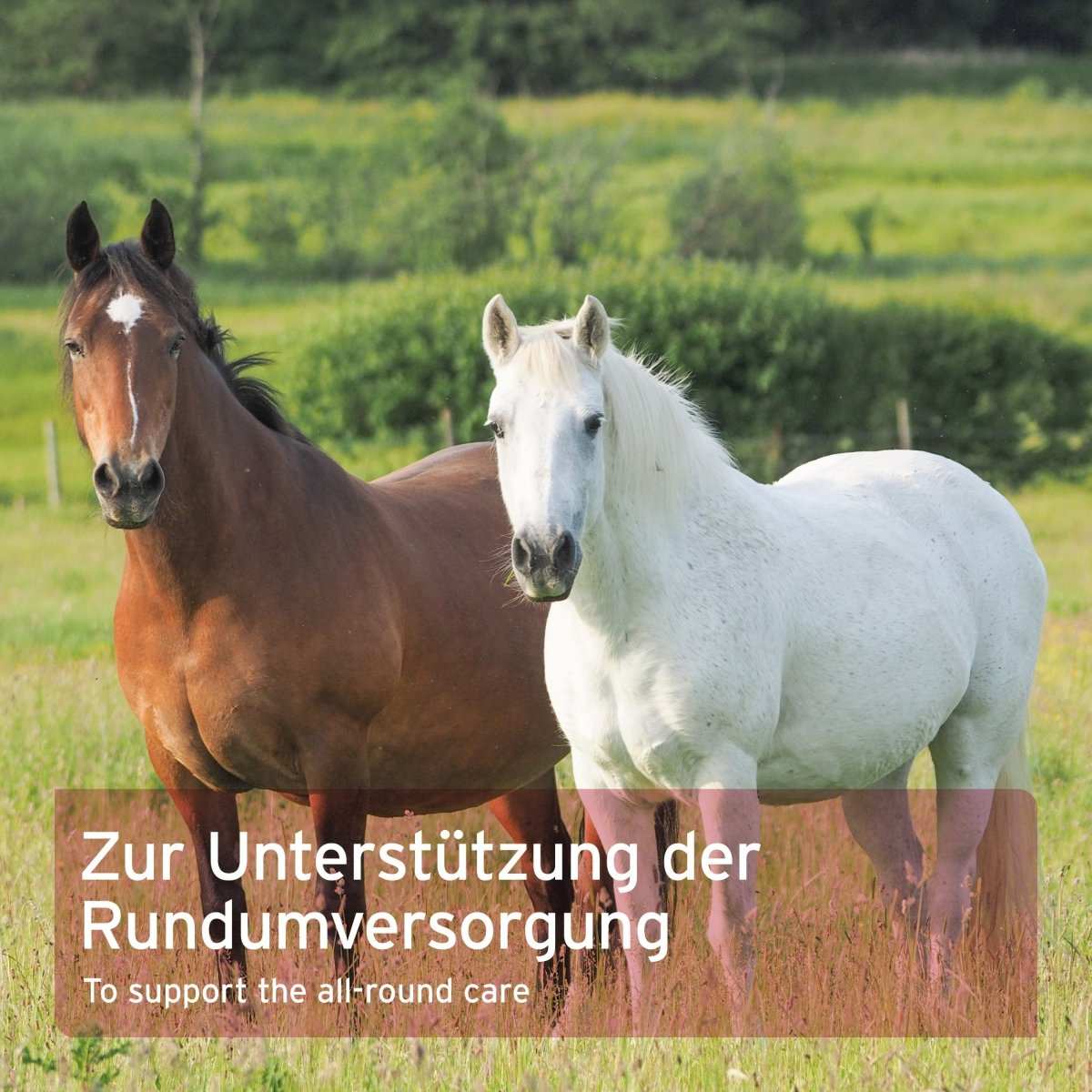 Pferde auf der Weide mit Text "Zur Unterstützung der Rundumversorgung".