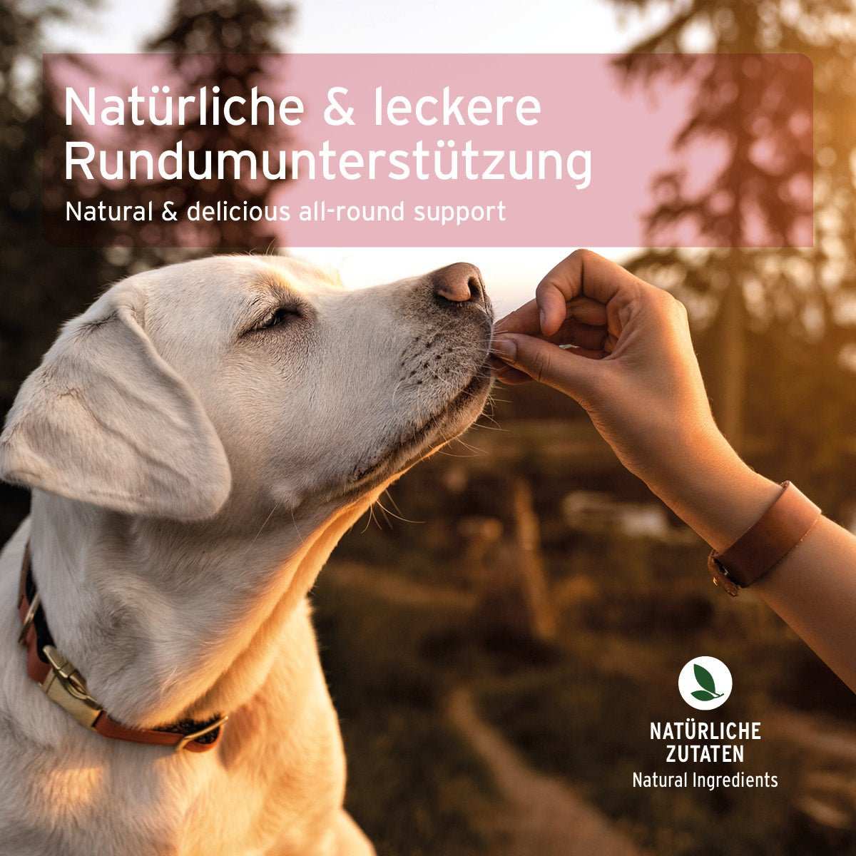 Hund genießt AniForte 4in1-Snack im Freien, natürliche Zutaten anzeigen.
