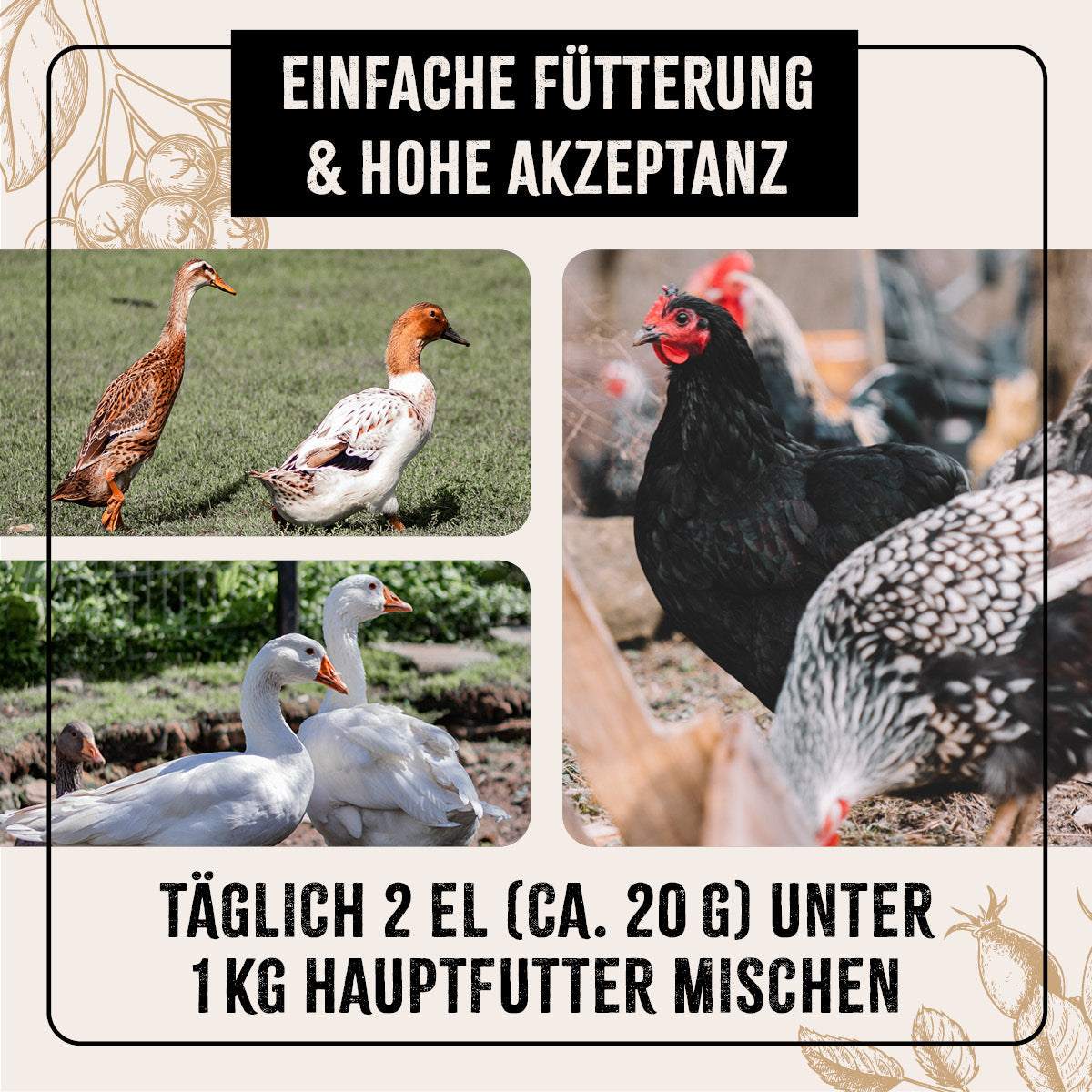 Geflügel, darunter Enten und Hühner, auf einer Wiese, mit Fütterungsempfehlung für FarmLife Geflügel Vital Mix Pulver im Hintergrund.
