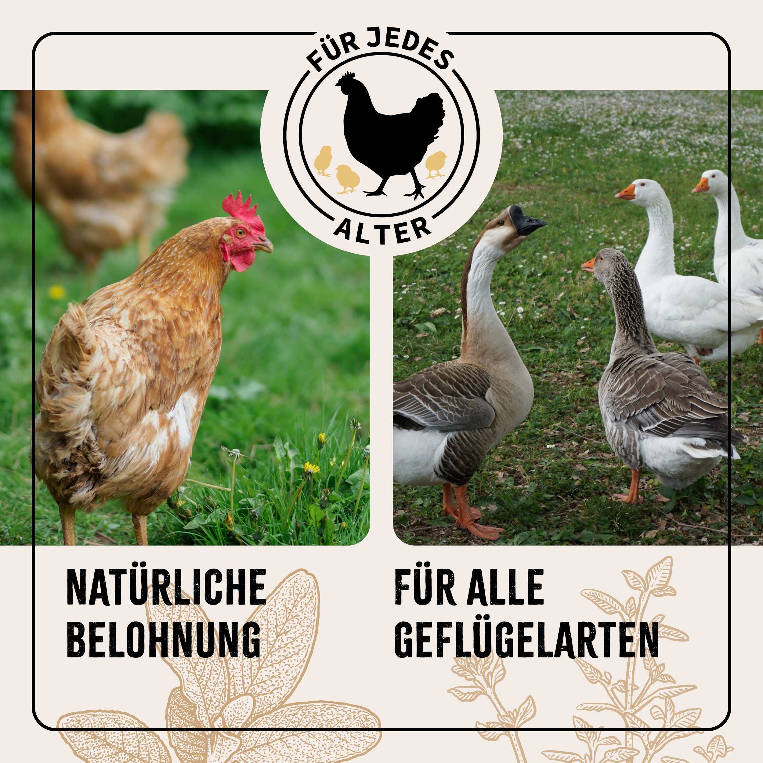 Natürliche Kräutermischung für Hühner und Geflügel im Freien auf grüner Wiese.