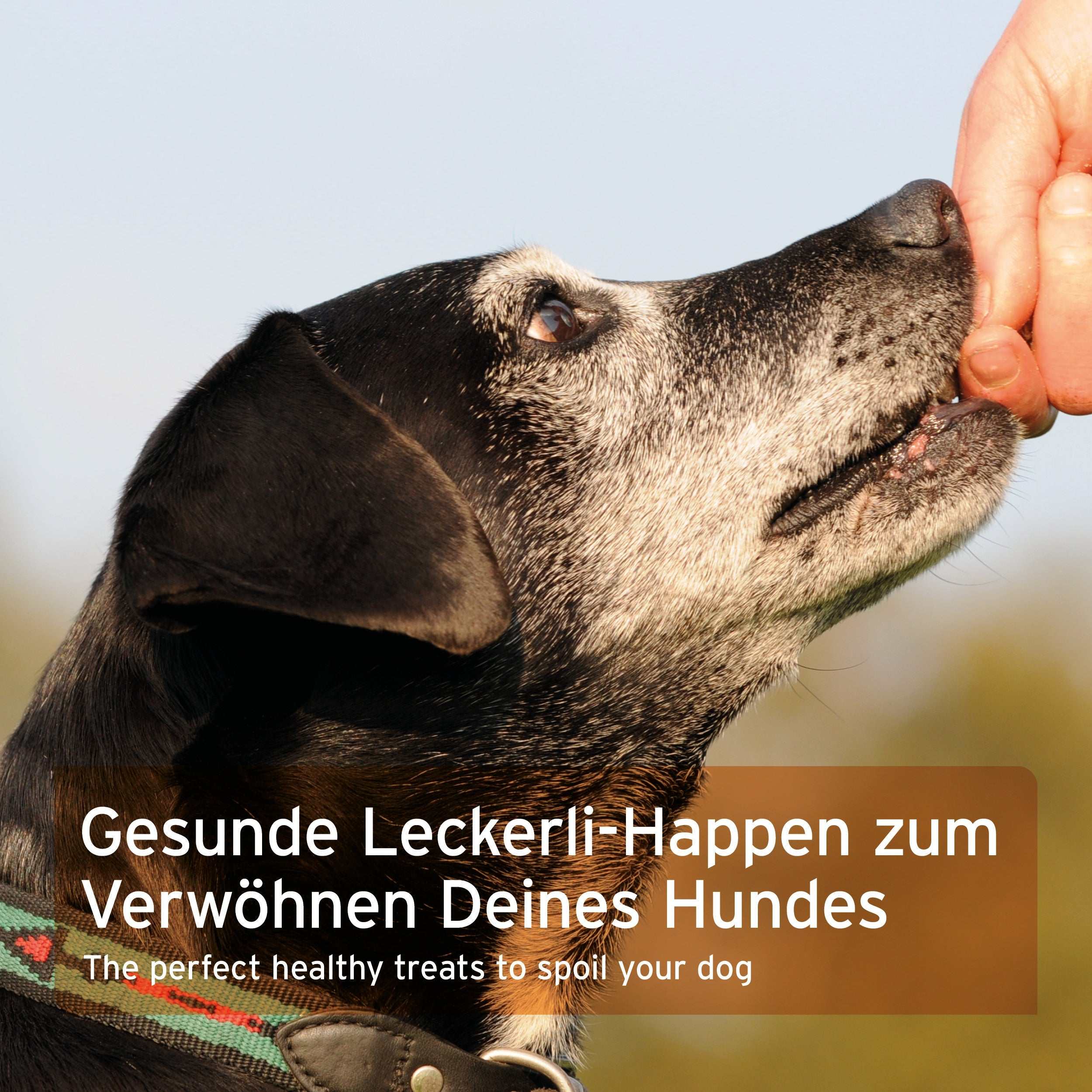 Hund frisst Snack aus Hand vor blauem Hintergrund, Text: "Gesunde Leckerli-Happen zum Verwöhnen Deines Hundes".