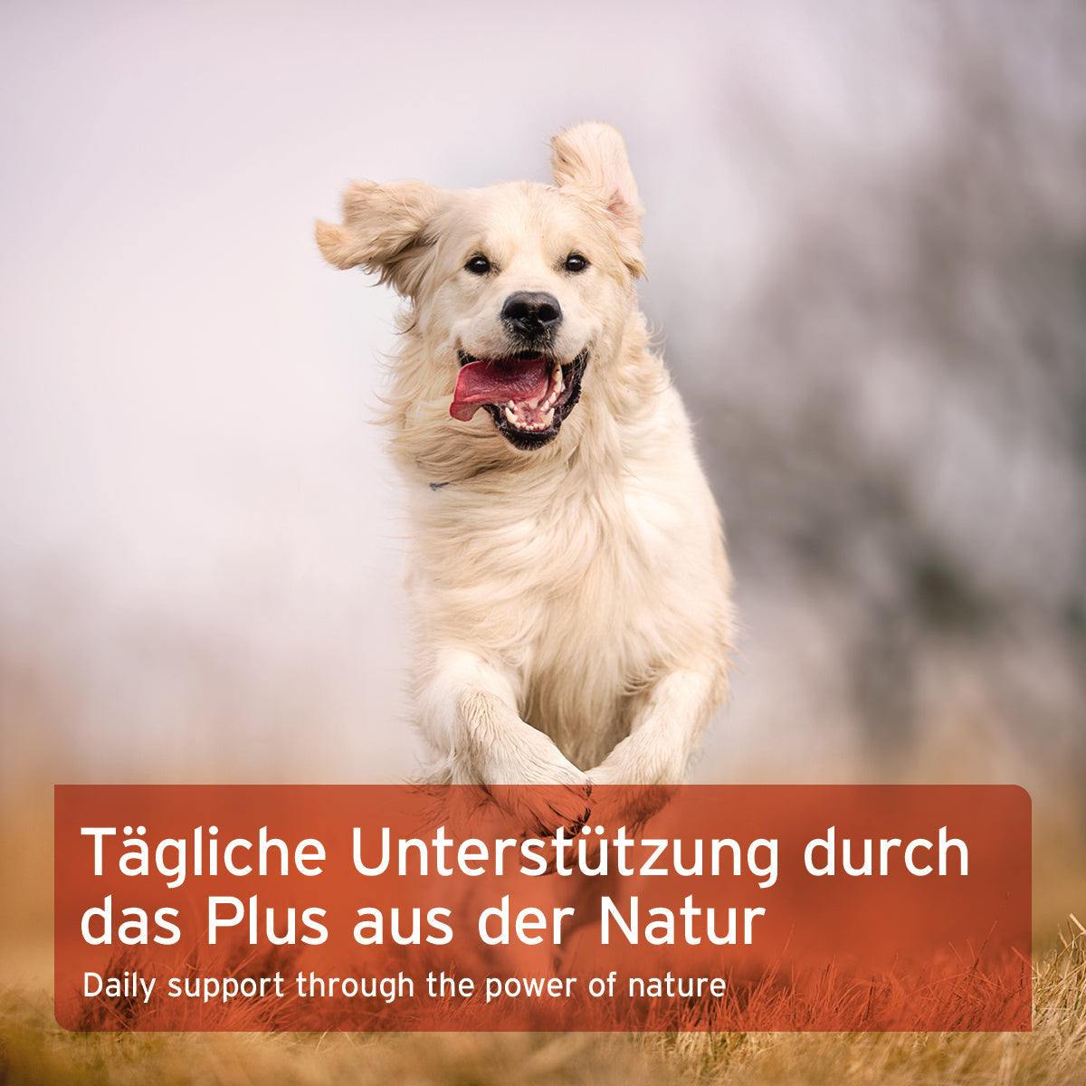 Hunde in freier Natur mit Text "Tägliche Unterstützung durch das Plus aus der Natur", Hagebuttenpulver für Immunsystem und Gelenke.