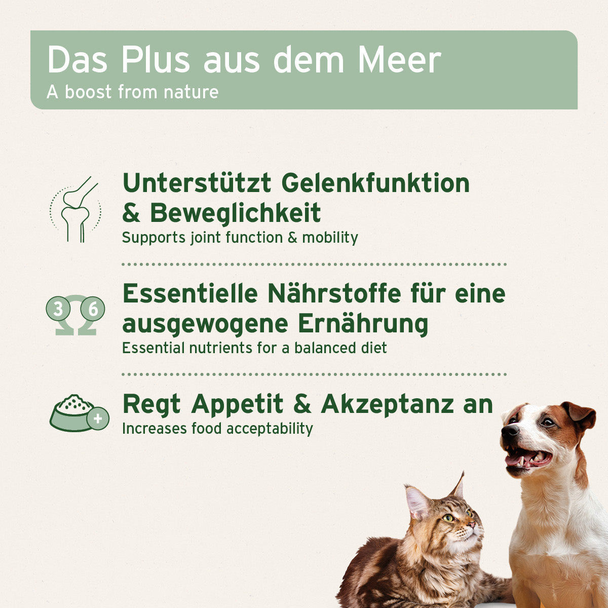 AniForte® Muschelkraft Pulver aus blauer Miesmuschel für Hunde und Katzen, natürlich und nährstoffreich.