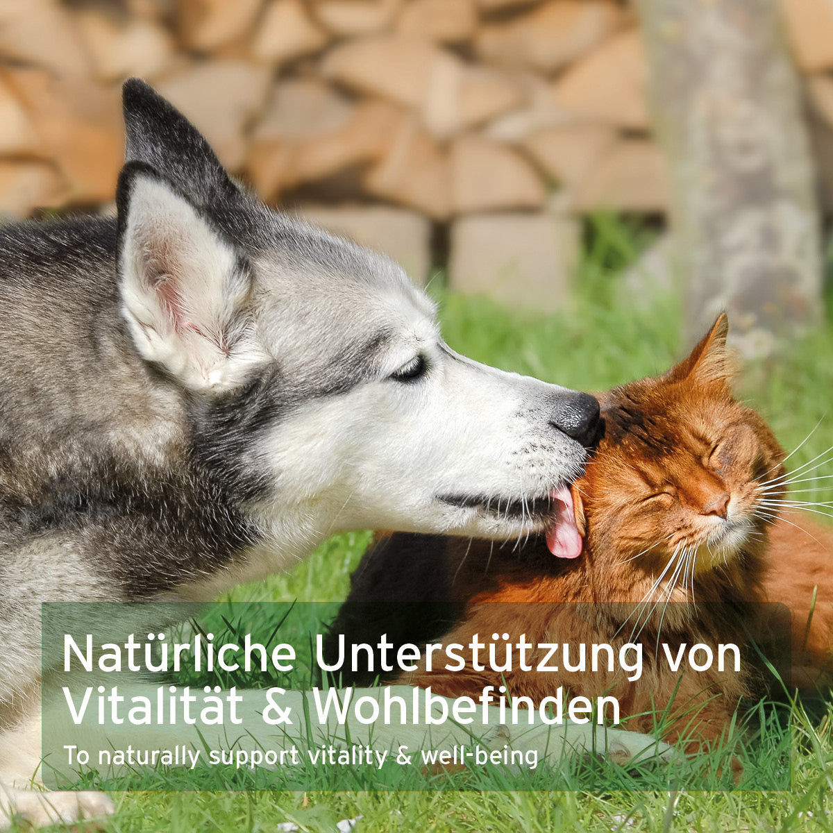 AniForte® Muschelkraft Pulver aus blauer Miesmuschel als natürliches Futtertopping für Hunde und Katzen