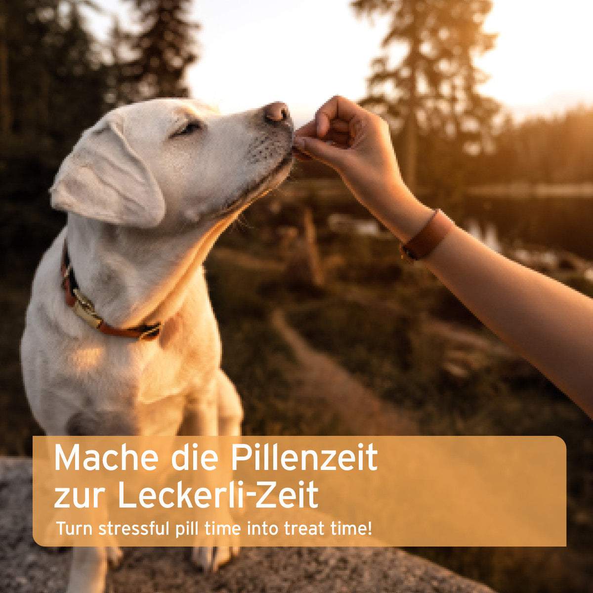 Hund nimmt gelassen einen Leckerli während der Einnahme von AniForte® Versteckerli.