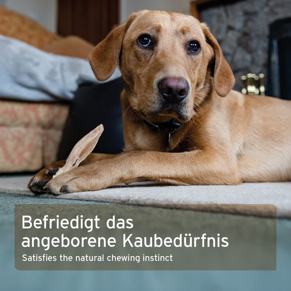 Hund liegt mit Kaninchenohren mit Fell Kausnack auf dem Boden, natürliche Beschäftigung und Stressabbau