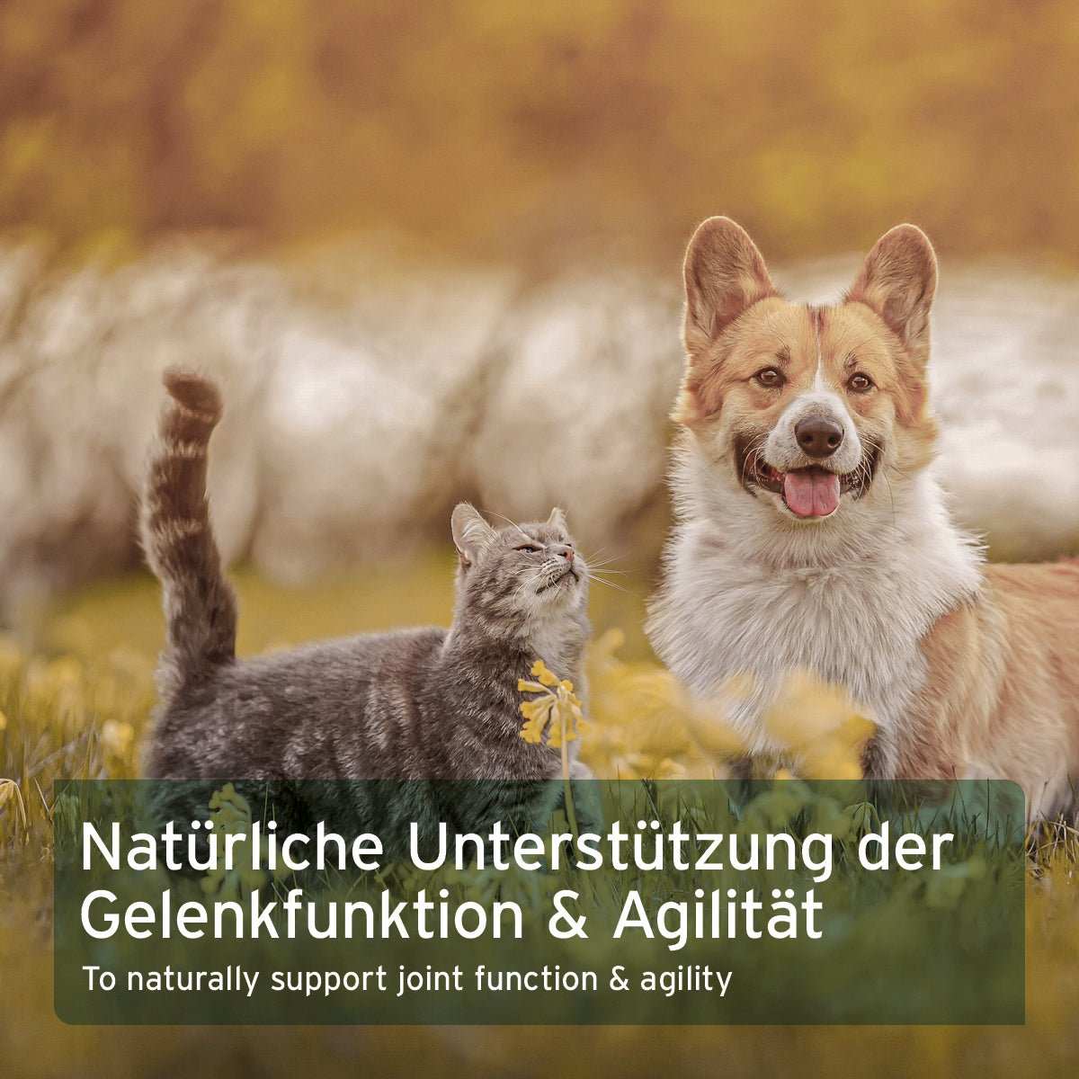 Hund und Katze auf Wiese über grüner Infobox mit Hinweisen zu Afrikanische Teufelskralle für Hunde und Katzen zur Unterstützung