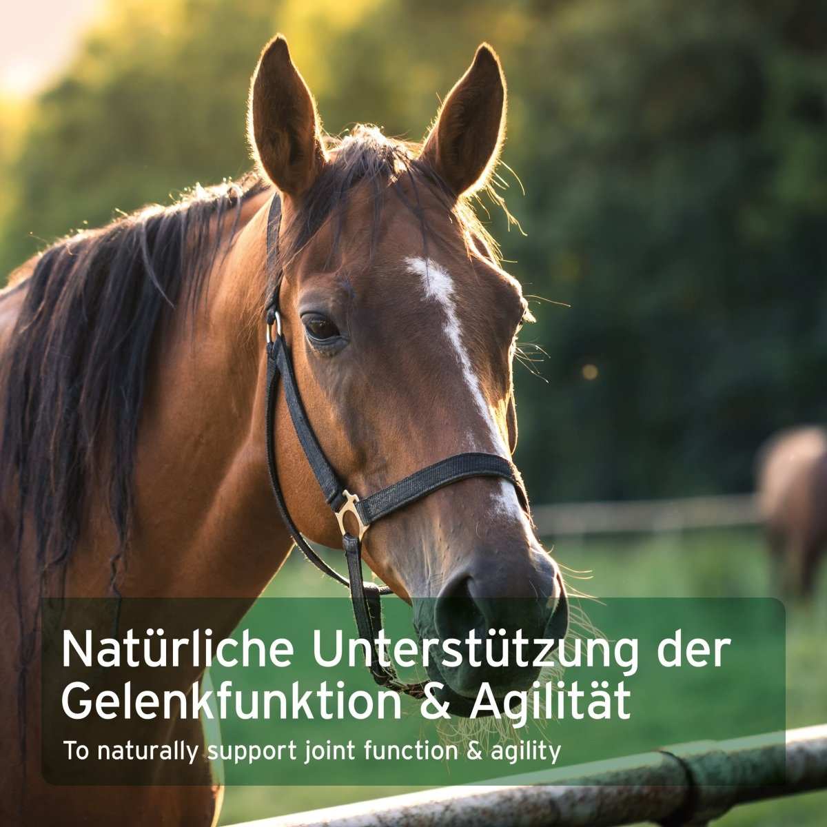 Pferd mit grüner Textbox.
