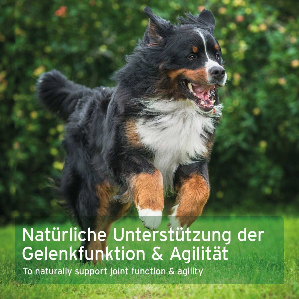 Gelenktabletten für Hunde von AniForte AgilityVET zur Unterstützung von Gelenken, Sehnen und Bändern.