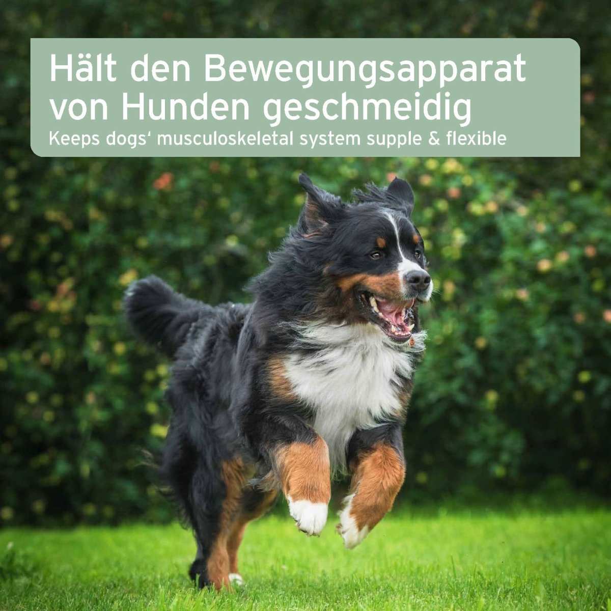 AniForte® plus Arthro Omega Öl für Hunde, unterstützt Gelenkstoffwechsel, enthält Omega-3-Fettsäuren, bewegungsfreudiger Hund im Freien.