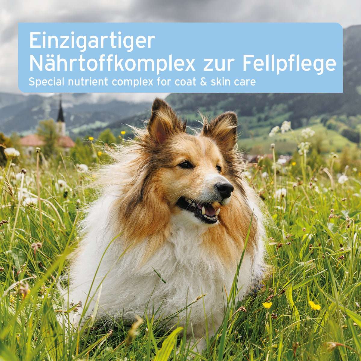 Ein bild von einem Hund in einer Wiese mit Text "Einzigartiger Nährstoffkomplex zur Fellpflege" für AniForte® plus Fell & Haut.