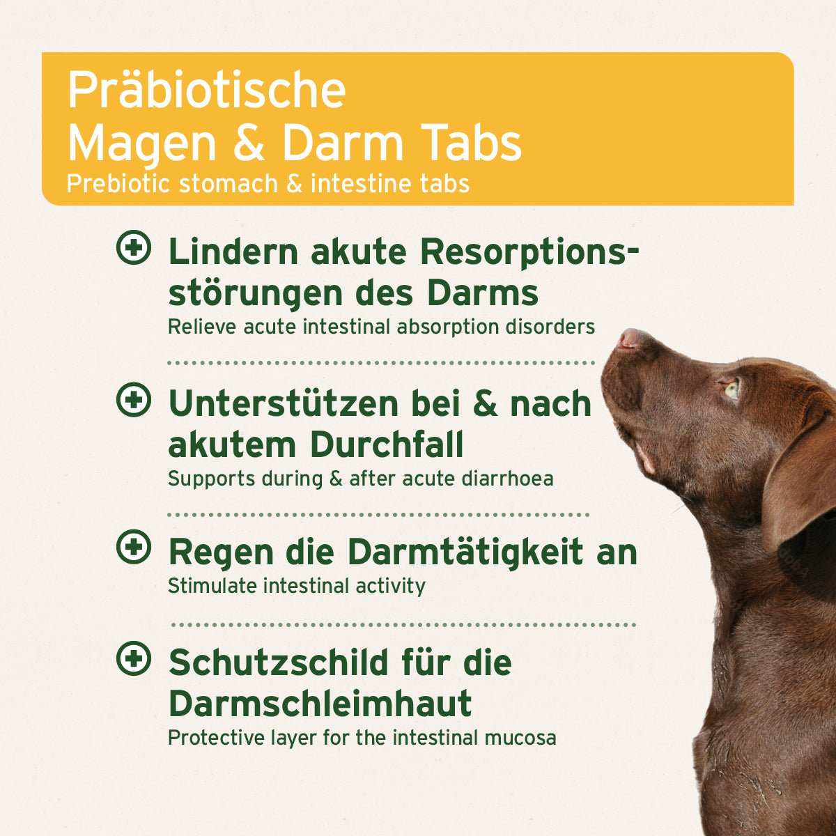 Eigenschaften der Präbiotische Magen & Darm Tabs für Hunde mit Unterstützung für Darmgesundheit und Resorptionsstörungen. Grafisch dargestellt neben einem braunen Hund.