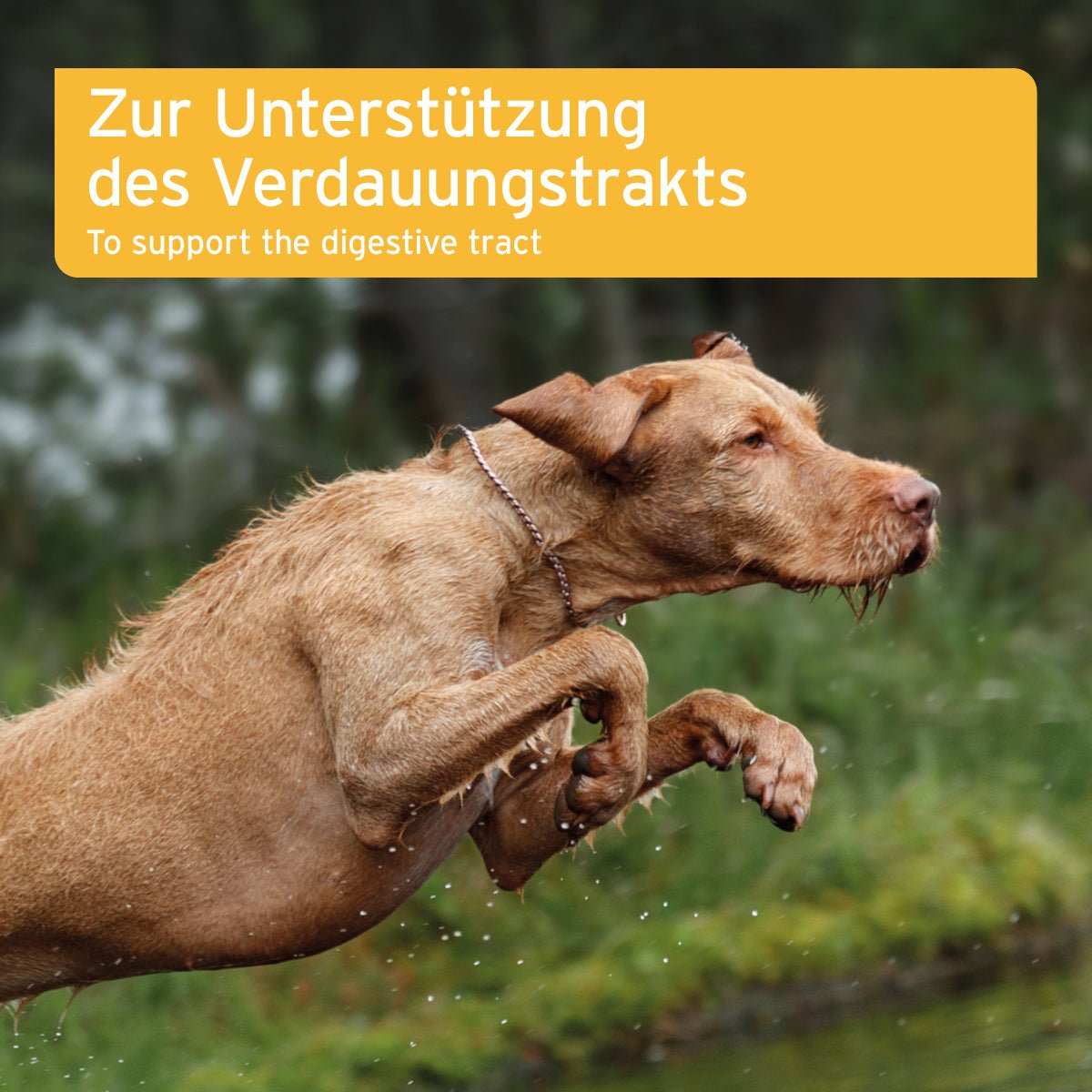 AniForte® plus Magen & Darm für Hunde, zur Unterstützung der Magen-Darm-Gesundheit, Hund springt ins Wasser.