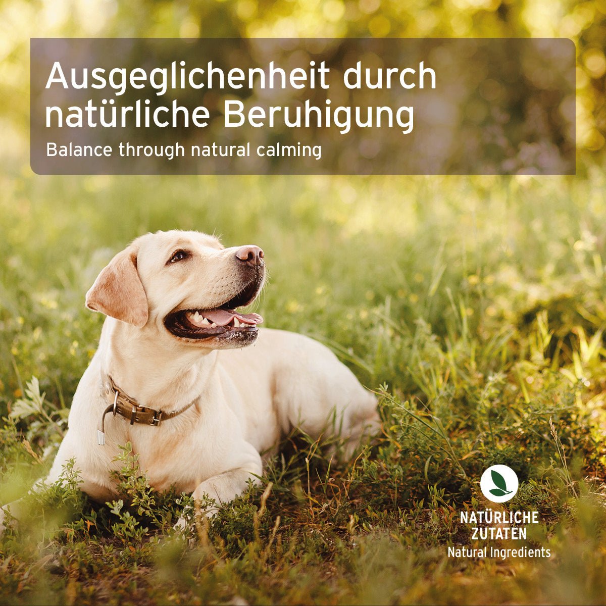 glücklicher Hund entspannt im Grünen mit Bachblüten No.6 Cherry Plum für natürliche Beruhigung bei Angst