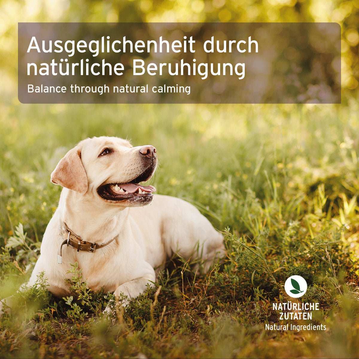 Hund liegt auf Wiese unter Textbox die über die Vorteile von Bachblüten Vervain Globuli für Hunde und Katzen zur Unterstützung bei Hektik und Hyperaktivität informiert.