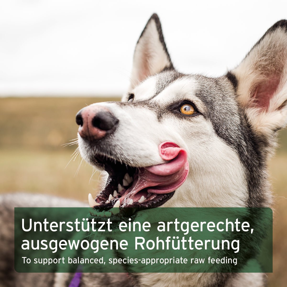 Barf All In Set für Hunde mit Barf Complete und Premium Futteröl zur natürlichen Rohfütterung