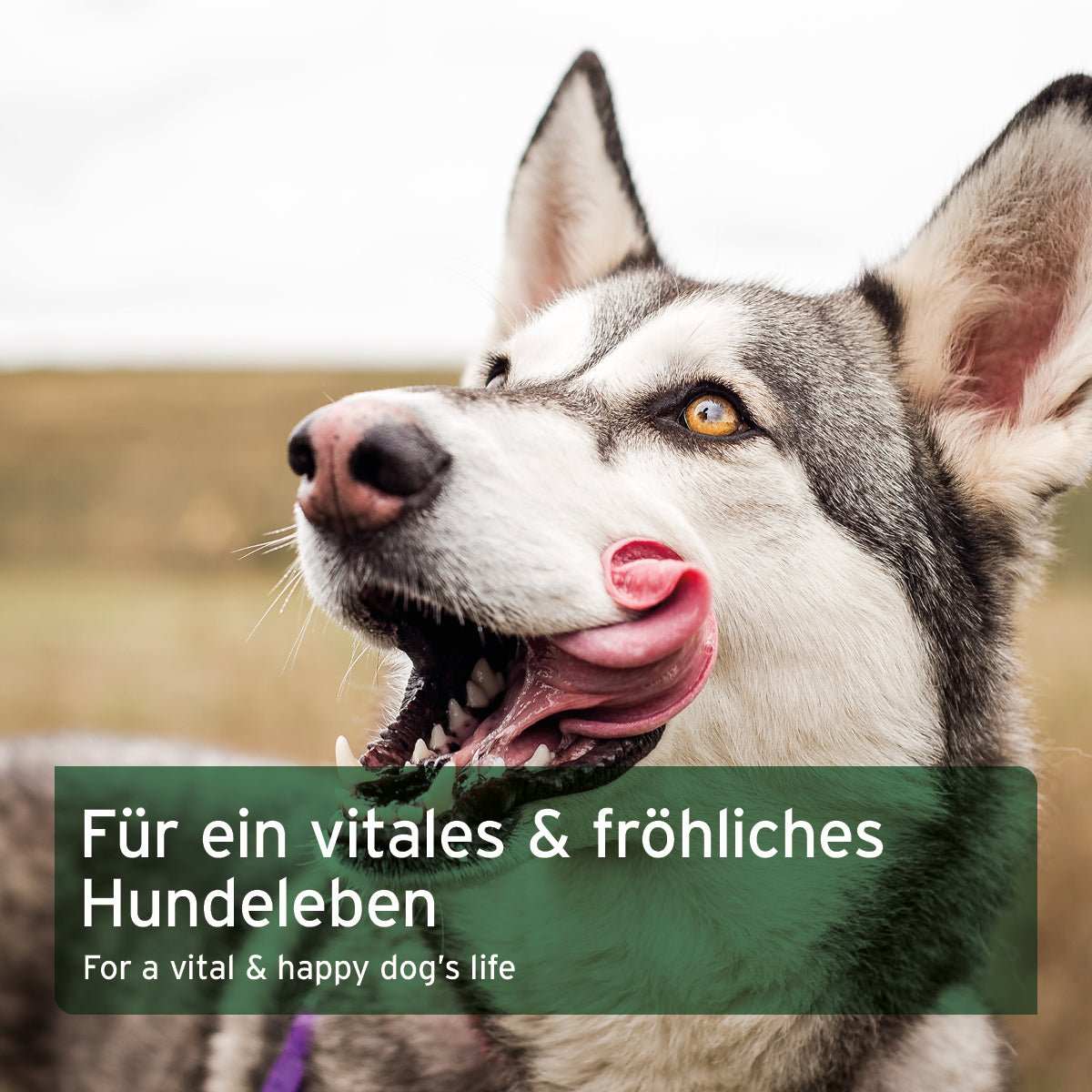 Husky der sich die Schnauze leckt.  und Text zu BARF Zusatz Pulver für Hunde, natürliche Rundumversorgung, ausgewogen und artgerecht, hochwertig, vitales Hundeleben.