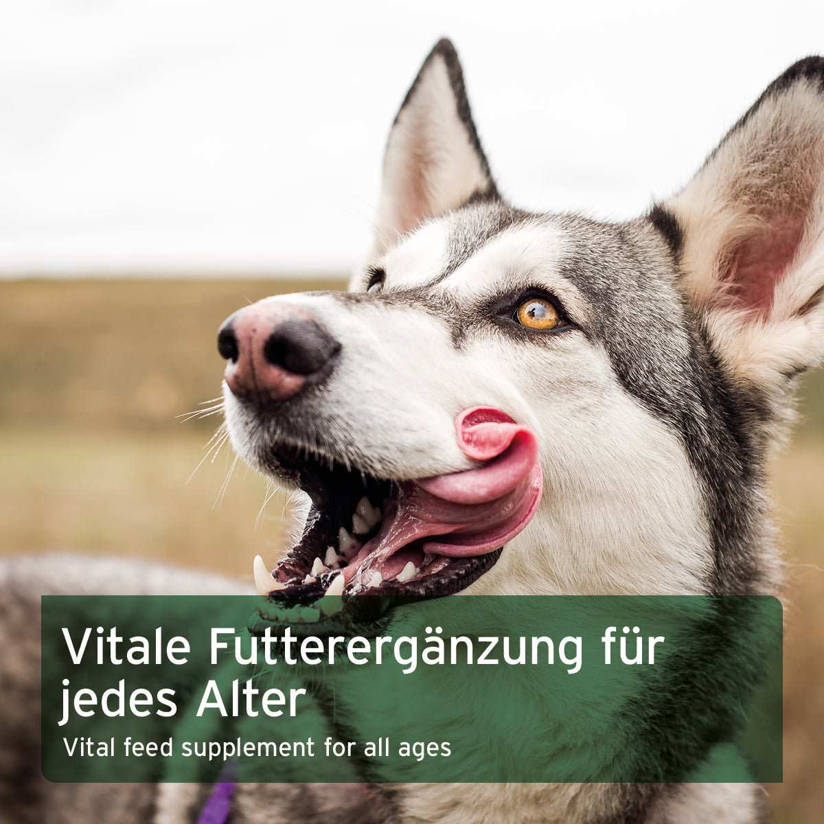 Husky der sich die Schnauze leckt.