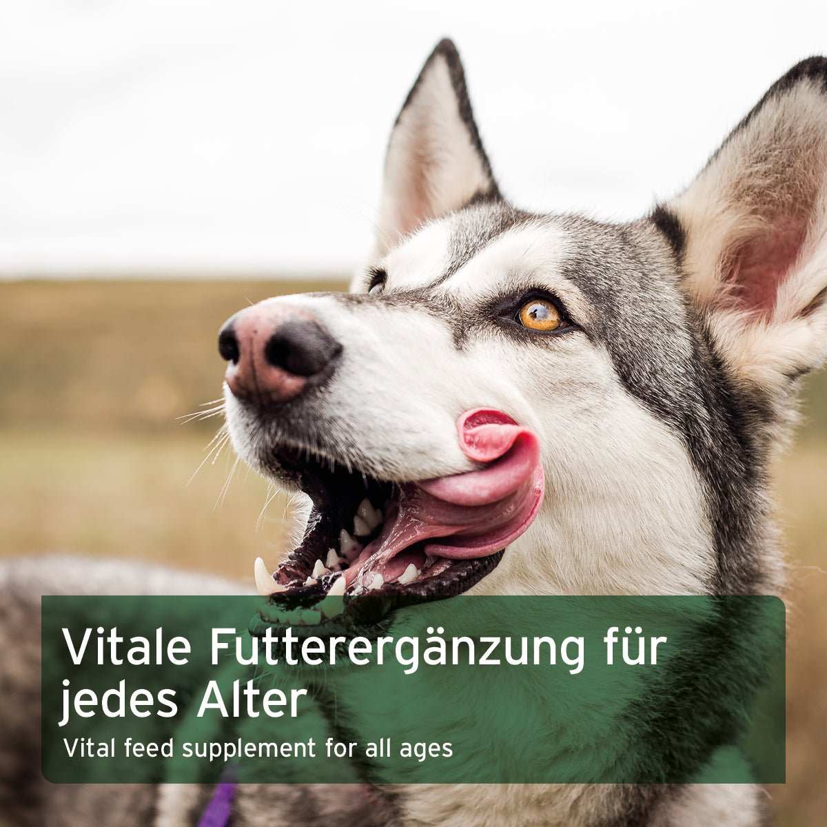 Husky der sich die Schnauze leckt.