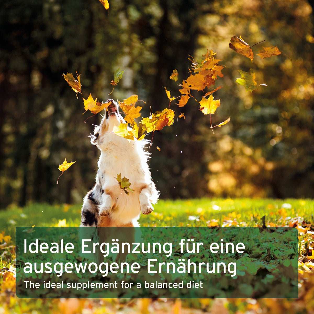 BARF-Line Naturkräuter-Mix für Hunde vor herbstlicher Kulisse, ideale Barf-Ergänzung, natürliche Kräutermischung.