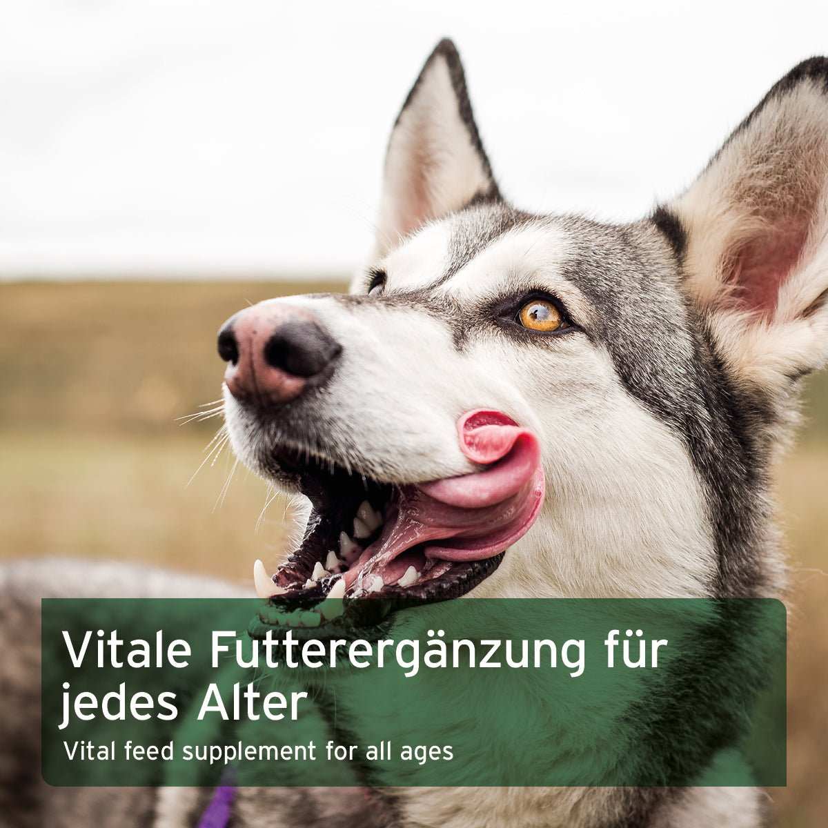 Husky auf Weide. Über grüner Textbox für Reisflocken für Hunde als natürliche Futterergänzung ohne künstliche Zusatzstoffe.