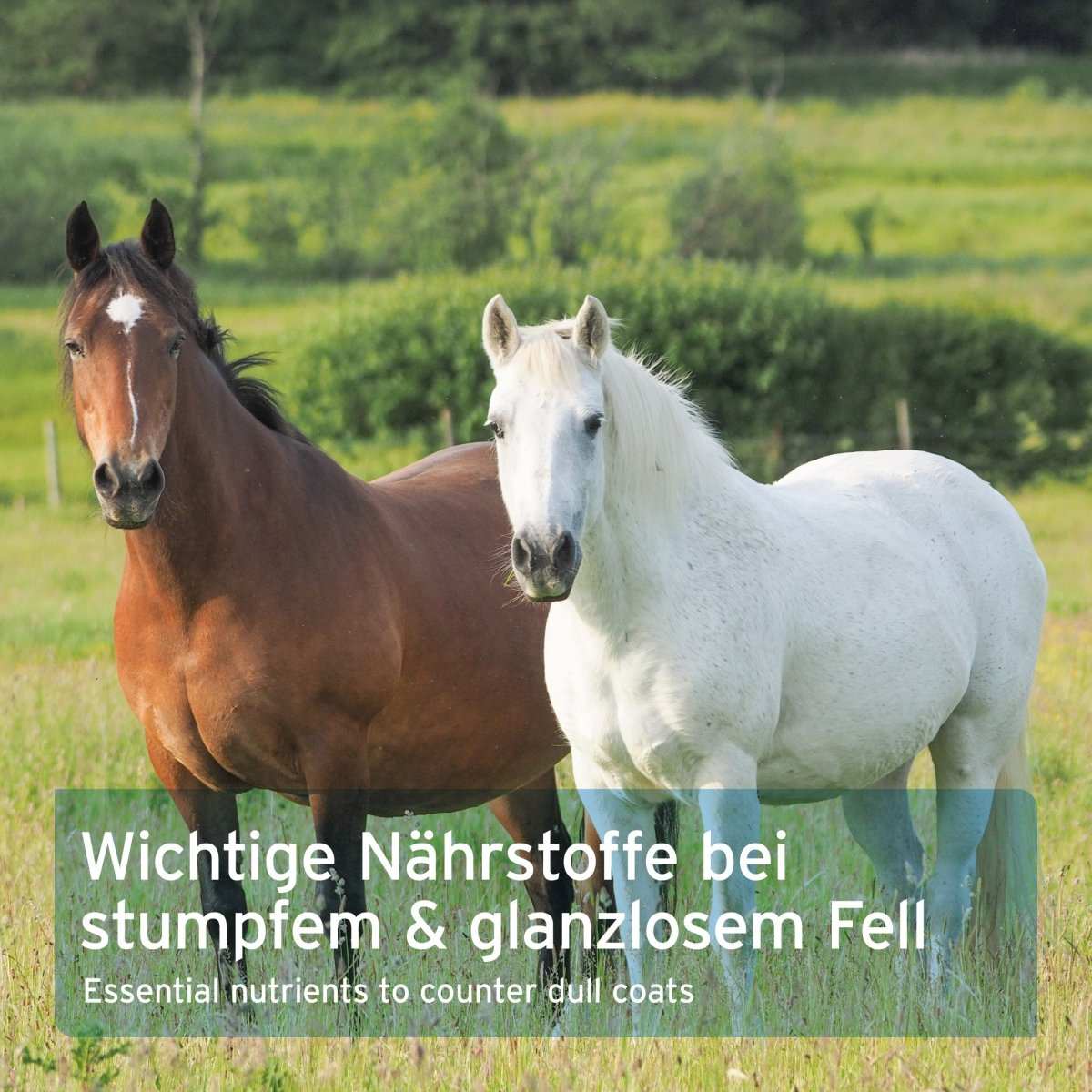 Zwei Pferde auf einer Wiese, beworbenes Produkt unterstützt glänzendes Fell und gesunde Verdauung.