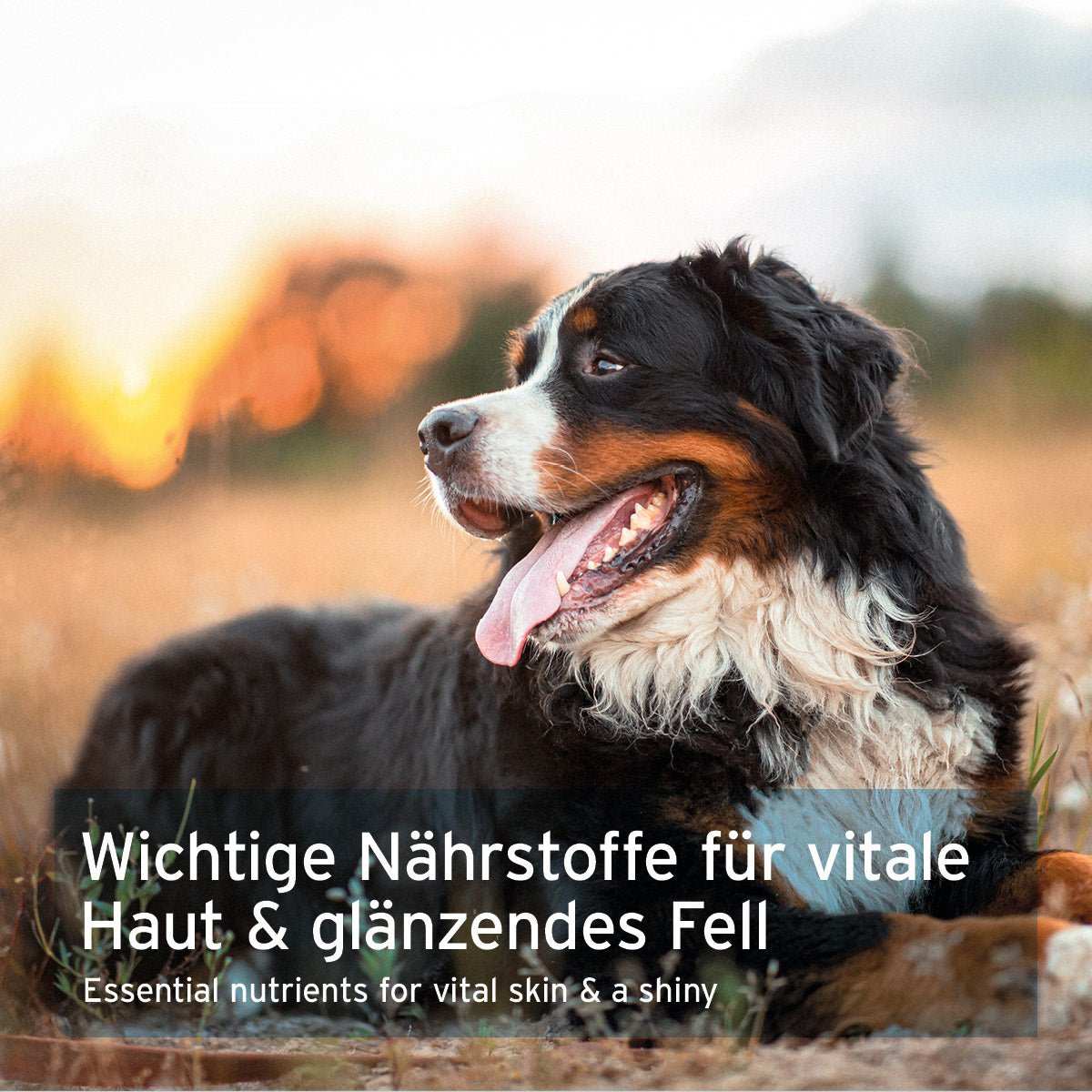 Hunde mit glänzendem Fell und Text über essentielle Nährstoffe für vitale Haut und Fell.
