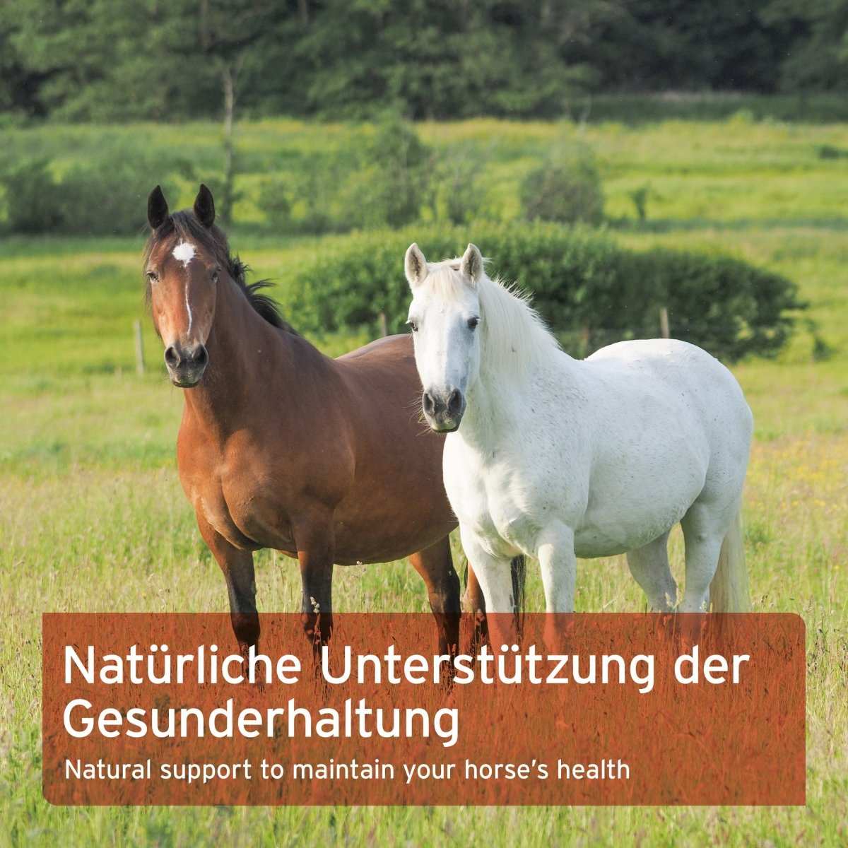Zwei Pferde auf einer grünen Weide mit Text "Natürliche Unterstützung der Gesunderhaltung".