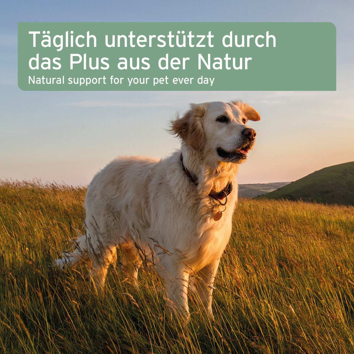 Bio Kokosöl für Hunde und Katzen auf einer Wiese mit Beschreibung "Täglich unterstützt durch das Plus aus der Natur". Ideal für Stoffwechsel und Fellpflege.