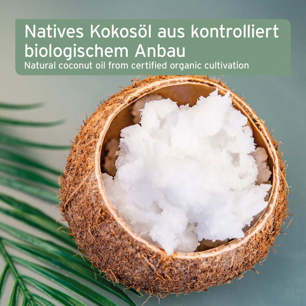 Bio Kokosöl in einer geöffneten Kokosnussschale, aus kontrolliert biologischem Anbau, auf einem Hintergrund aus grünen Blättern.