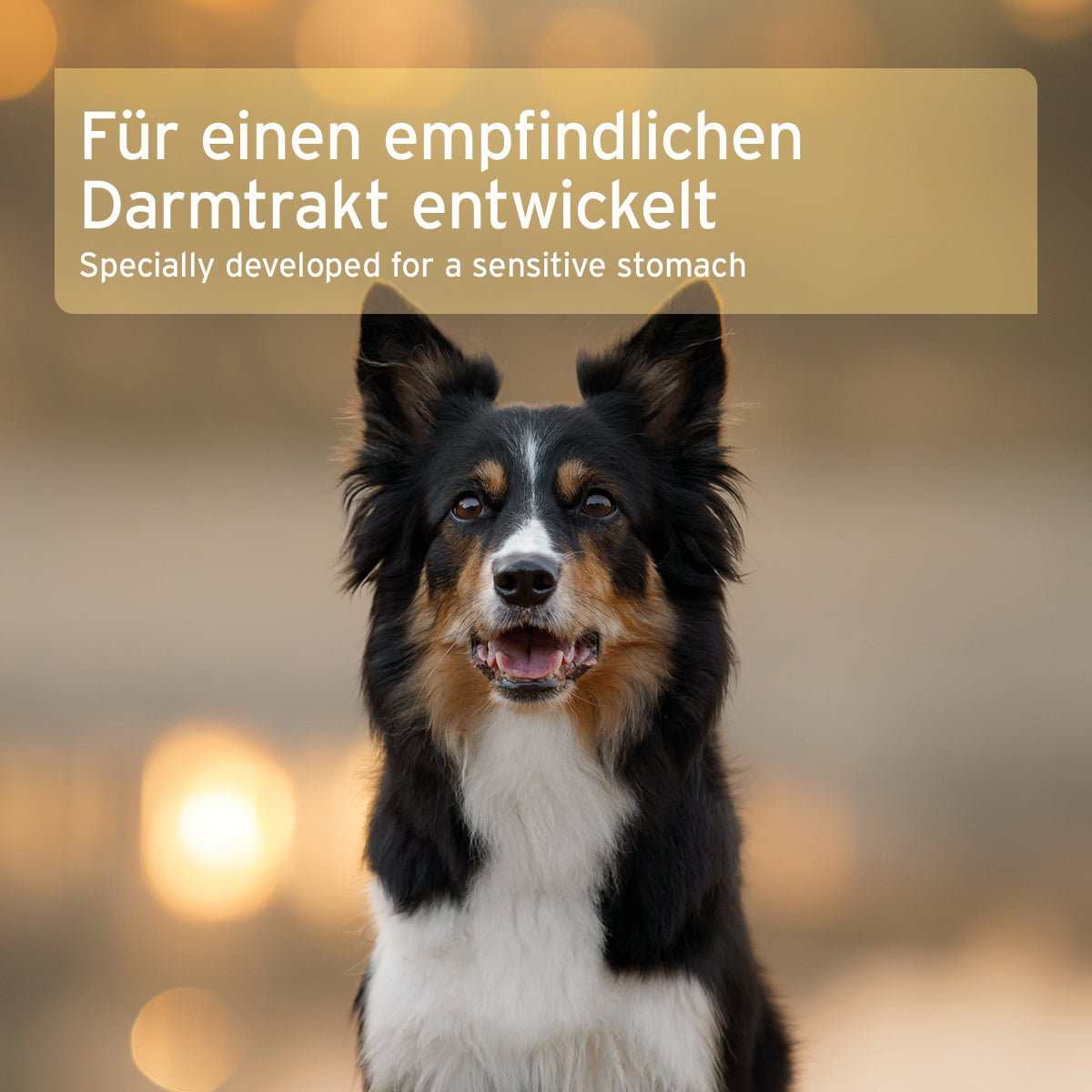 Bio Morosan für Hunde, Schonkost bei Verdauungsstörungen, natürliche Unterstützung für Darmgesundheit.