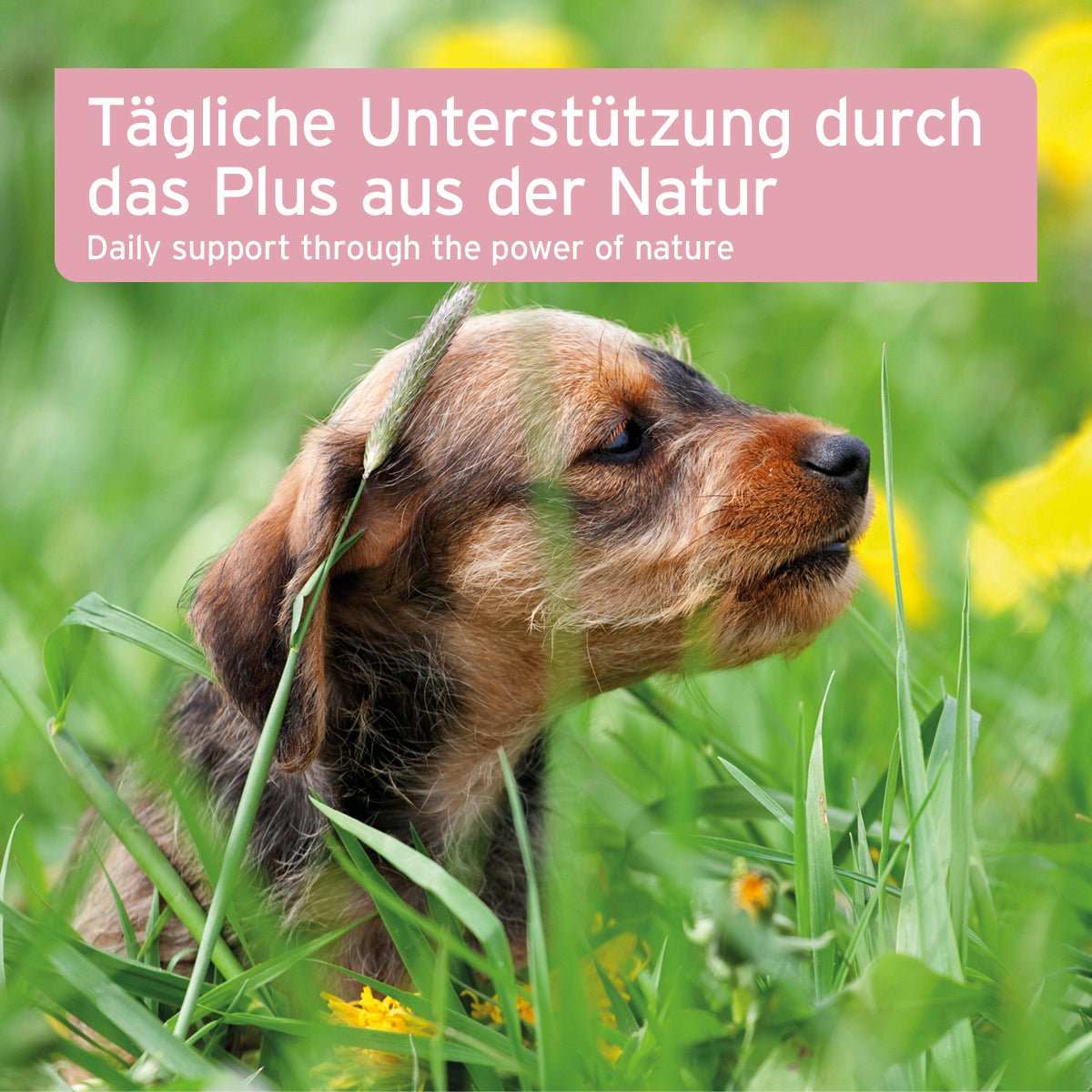 Hunde-Welpe im Gras, beworben mit AniForte Blasen-Formel zur Unterstützung der Blasenfunktion und des Immunsystems.