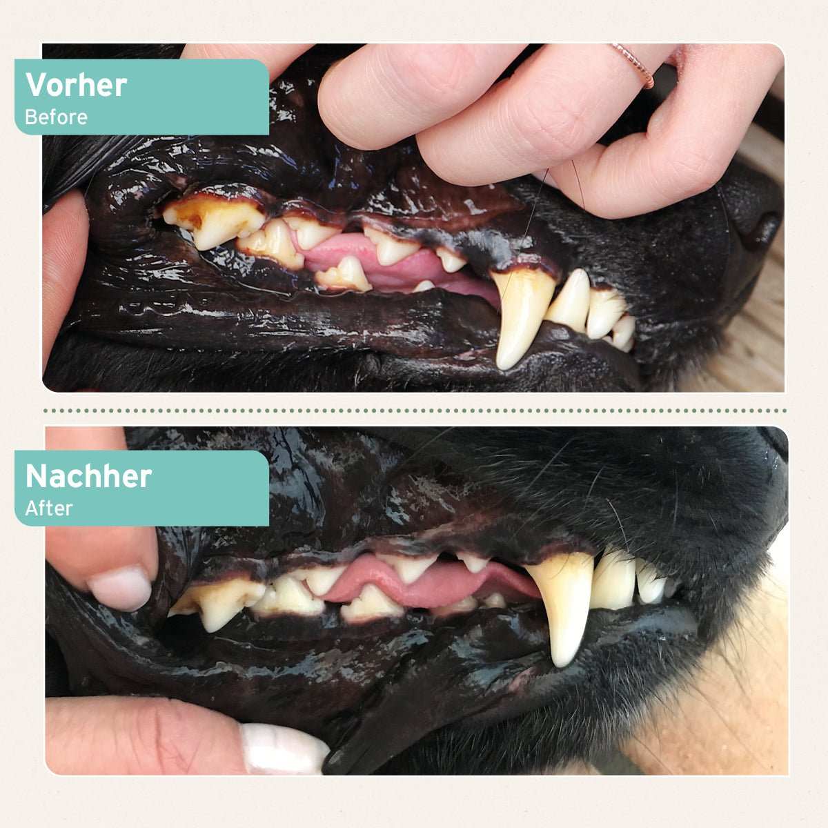 Denta Clean & Care Zahnpflege Pulver Vorher-Nachher Beweis mit signifikanter Verbesserung von Zahnstein bei Hunden